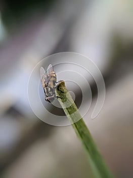 TheÃÂ houseflyÃÂ & x28;Musca domestica& x29; is a fly of the suborder Cyclorrhapha. It is believed to have evolved in the photo